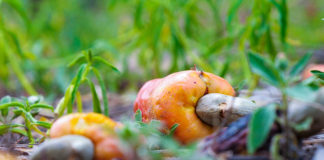 CÔTE D’IVOIRE : LE GOUVERNEMENT FIXE LES PRIX PLANCHERS DE LA NOIX DE CAJOU À 400 FCFA/KG BORD CHAMP POUR LA CAMPAGNE 2026