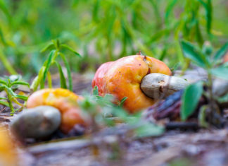 CÔTE D’IVOIRE : LE GOUVERNEMENT FIXE LES PRIX PLANCHERS DE LA NOIX DE CAJOU À 400 FCFA/KG BORD CHAMP POUR LA CAMPAGNE 2026